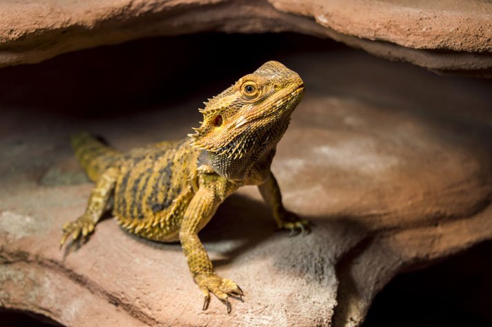 bearded dragon
