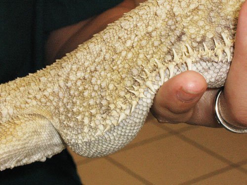 sick bearded dragon