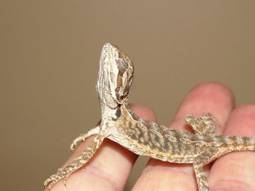 sick beardie