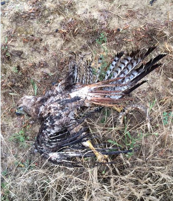 hawk with snake in its talons