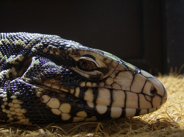 Black tegu