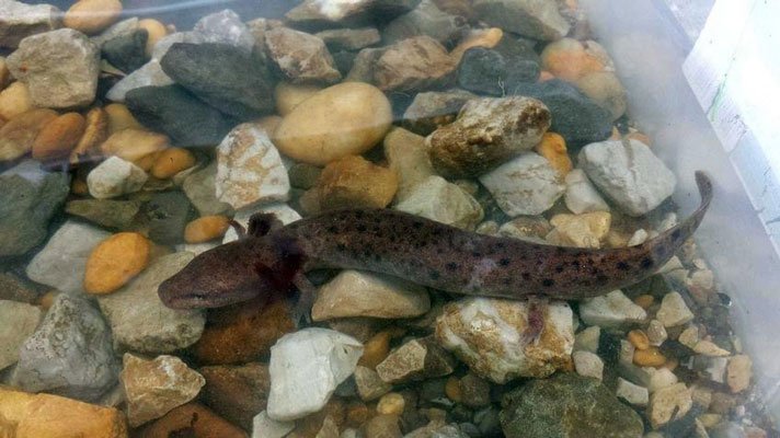 black warrior waterdog