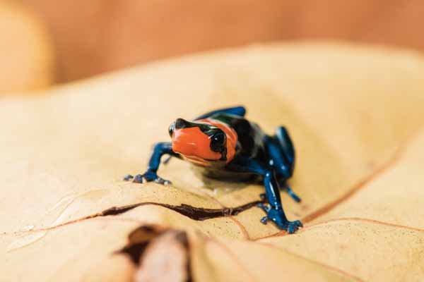 blessed dart frog