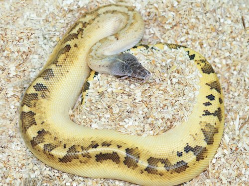 Ivory blood python