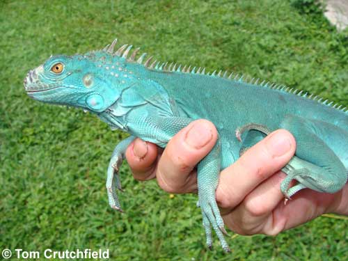 Blue iguana
