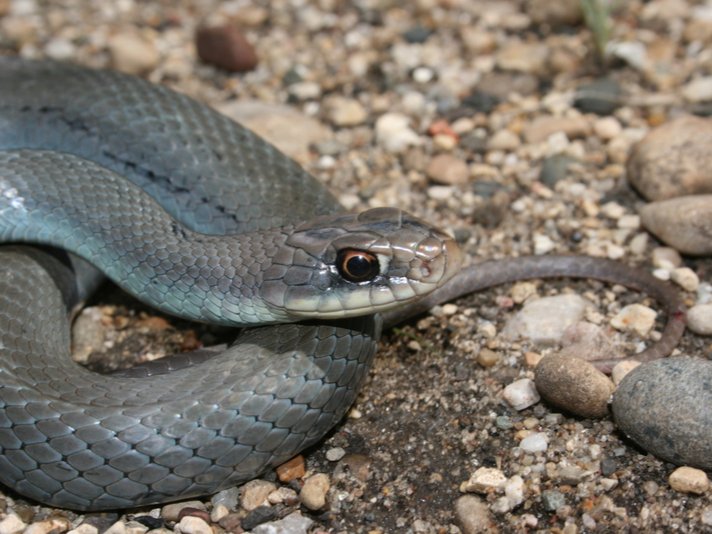 blue racer snake