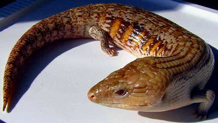Blue tongue skink