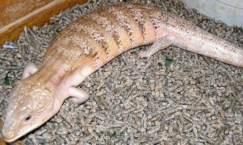 northern blue-tongued skink 