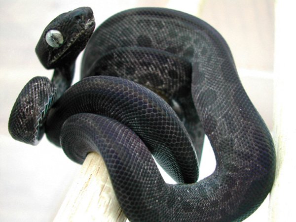 Amazon tree boa leopard morph 