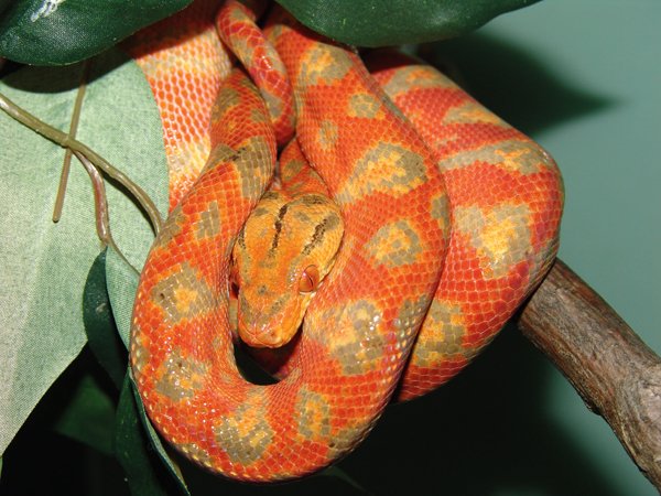 Amazon tree boa