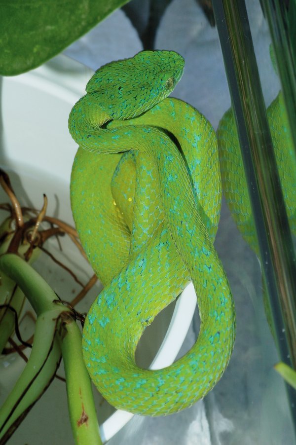 Bothriechis bicolor