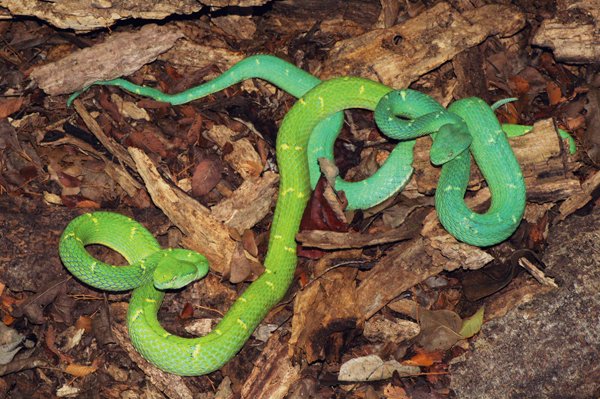 Bothriechis lateralis