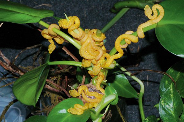 Bothriechis schlegelli