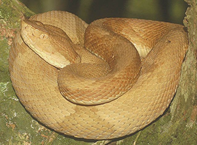 Lancehead pit viper