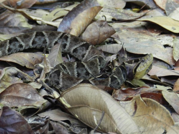 fer de lance