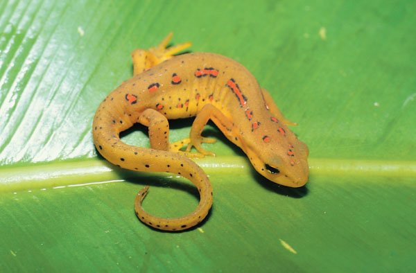 Broken striped newt