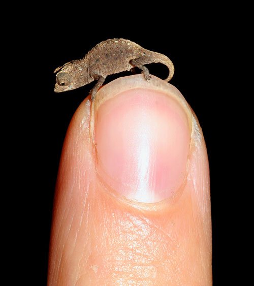 Brookesia micra