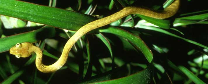 Brown tree snake