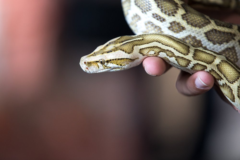 Burmese python