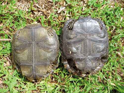 Burmese mountain tortoise