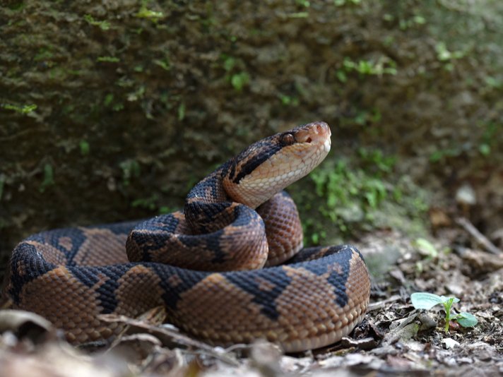 Bushmaster