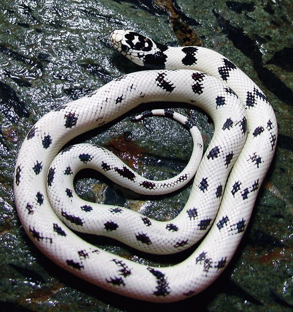California kingsnake