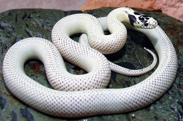 California kingsnake