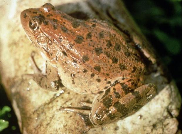California red legged frog