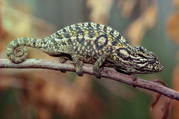 carpet chameleon
