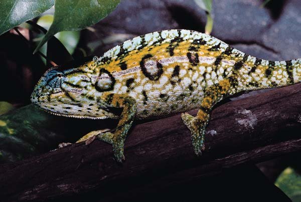 Carpet chameleon