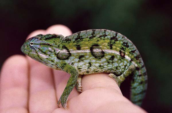 carpet chameleon