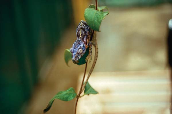 furcifer lateralis lateralis