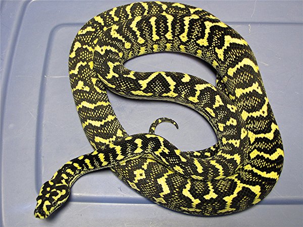 carpet python