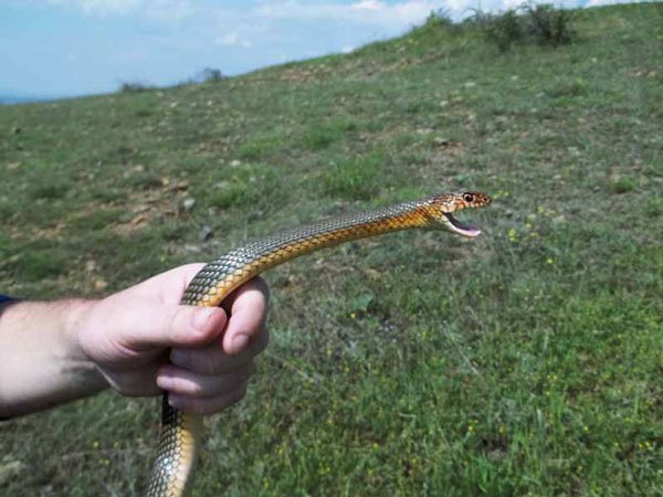 Caspian whipsnake