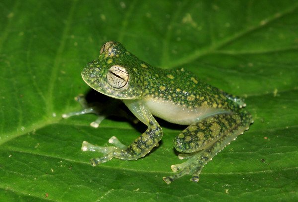 Centrolene charapita