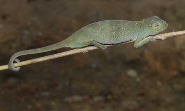 Rugege Highlands Forest Chameleon