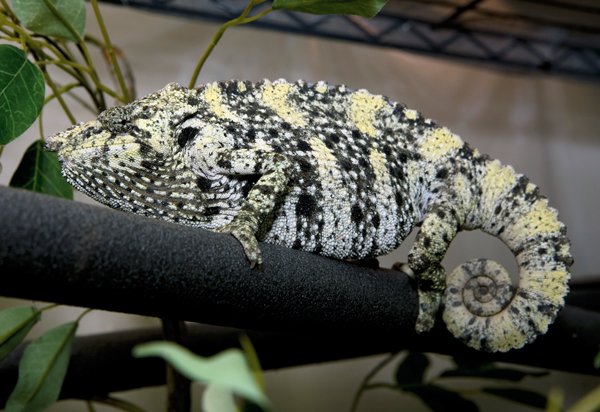 Meller's chameleon