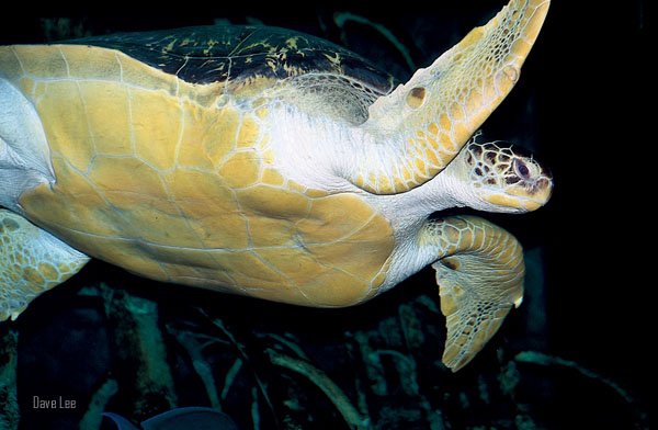 green sea turtle