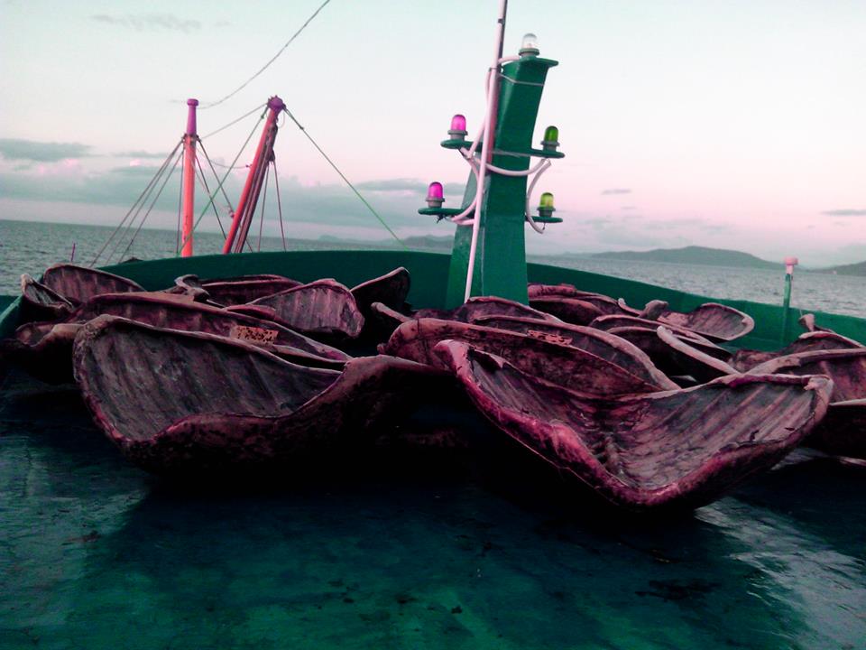 sea turtles poached by China
