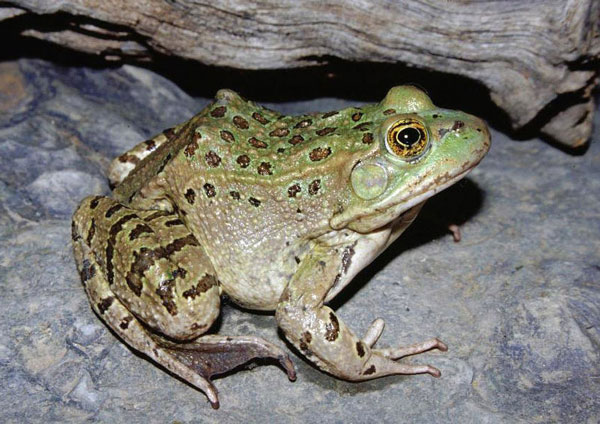 Chiricahua leopard frog