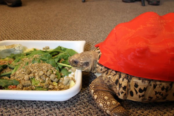 cleopatra the leopard tortoise