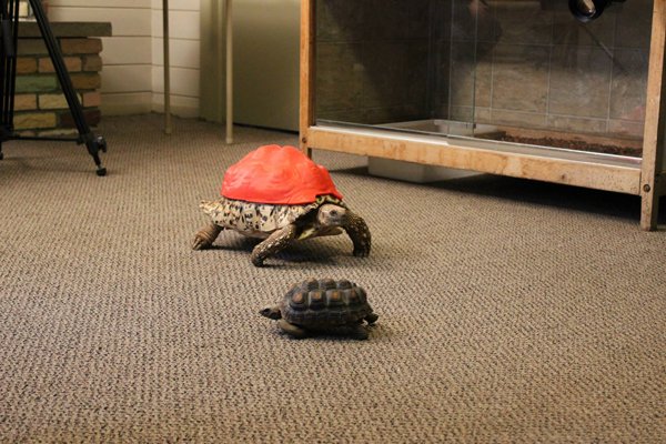 cleopatra the leopard tortoise