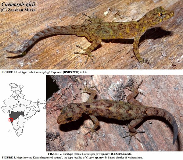 cnemaspis girii
