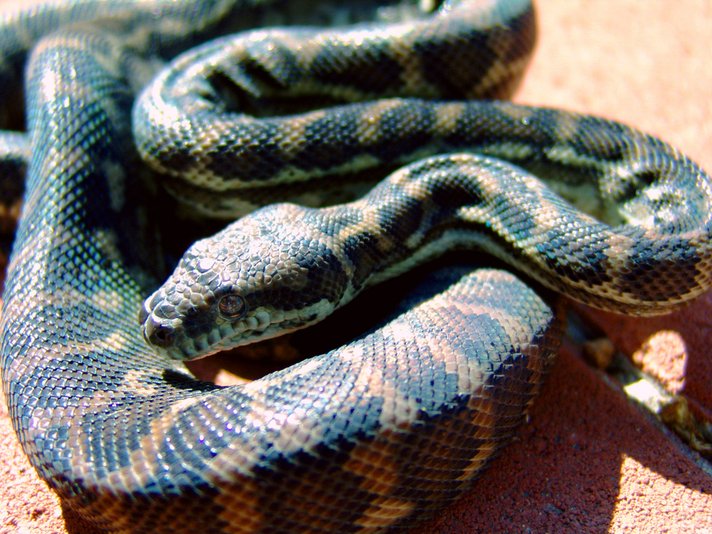 Coastal carpet python
