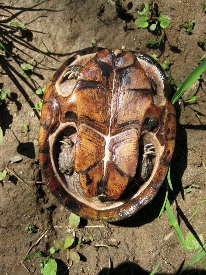 Plastron of common musk turtle.