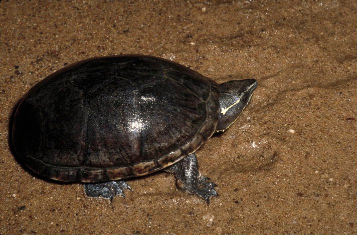 Common musk turtle