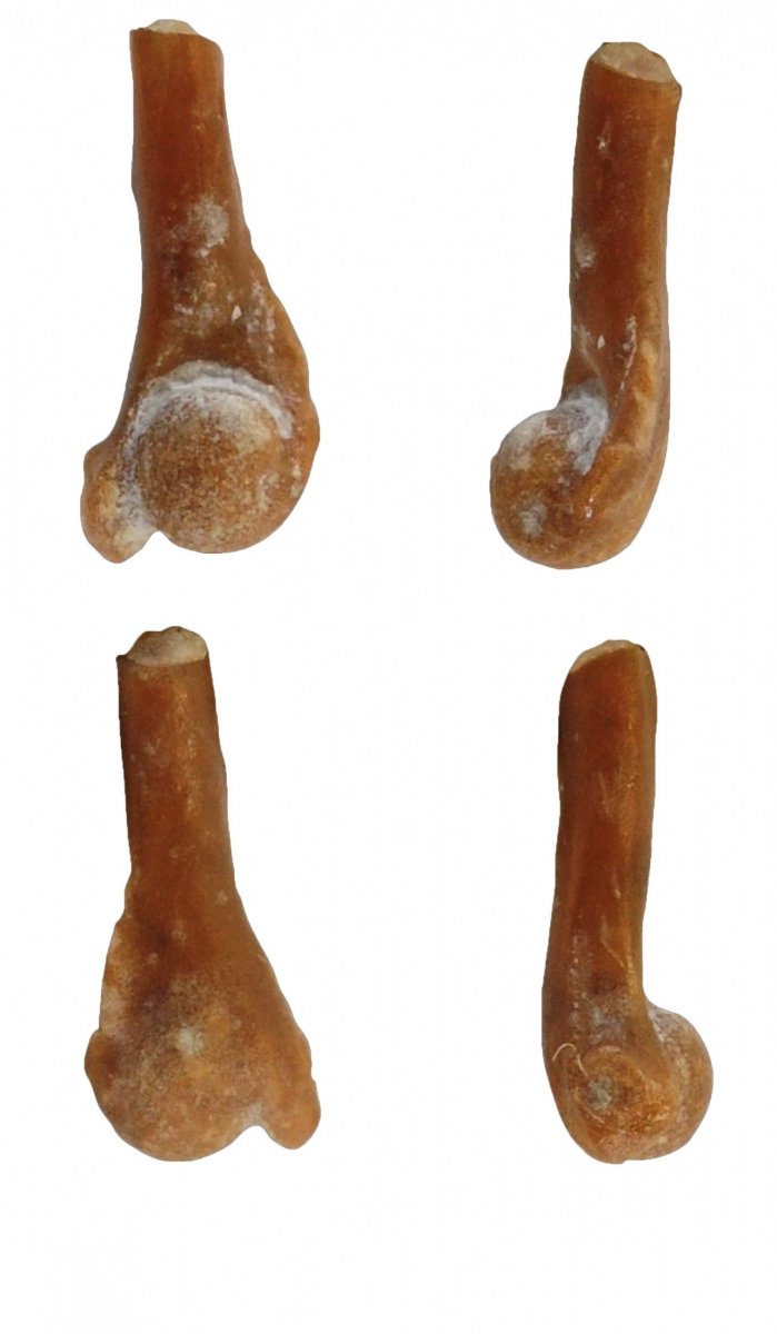 These Coqui frog bone fragments are 29 million years old.