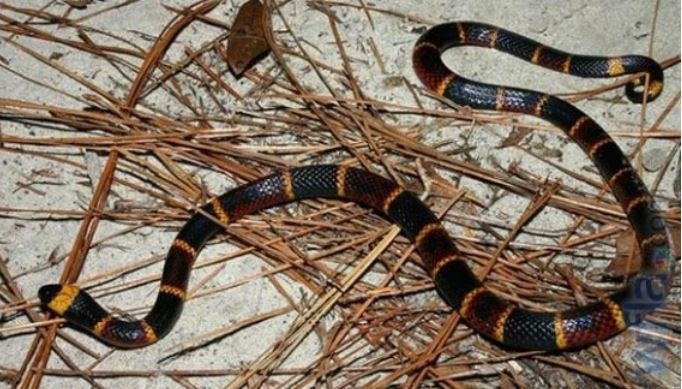 eastern coral snake