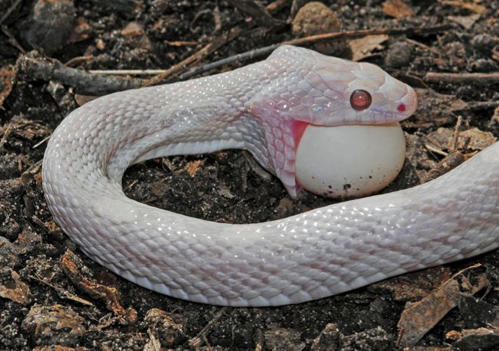 corn snake eating an egg.