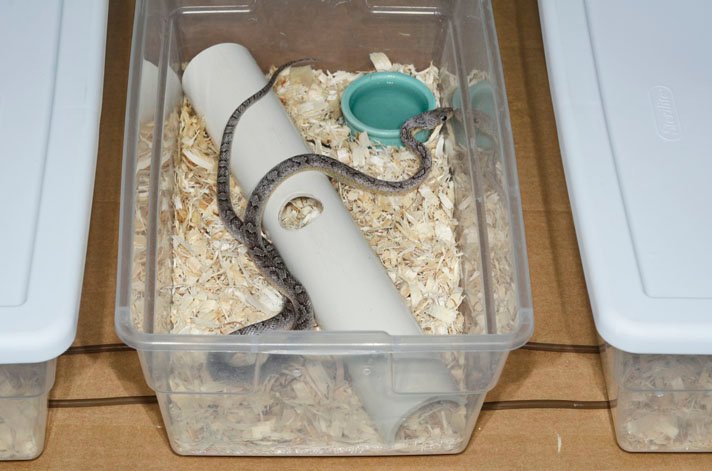 hatchling corn snake